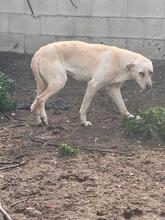 NALA, Hund, Mischlingshund in Salzwedel - Bild 19