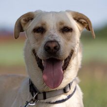 NALA, Hund, Mischlingshund in Salzwedel - Bild 2