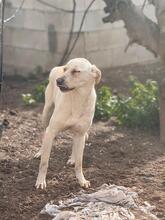 NALA, Hund, Mischlingshund in Salzwedel - Bild 20