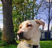NALA, Hund, Mischlingshund in Salzwedel - Bild 3