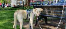 NALA, Hund, Mischlingshund in Salzwedel - Bild 5