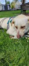 NALA, Hund, Mischlingshund in Salzwedel - Bild 6