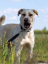 NALA, Hund, Mischlingshund in Salzwedel - Bild 7