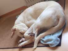 NALA, Hund, Mischlingshund in Salzwedel - Bild 8
