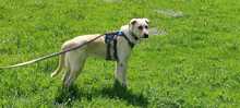 NALA, Hund, Mischlingshund in Salzwedel - Bild 9