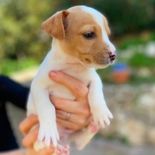 LINO, Hund, Bodeguero Andaluz-Mix in Spanien - Bild 6