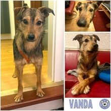 VANDA, Hund, Mischlingshund in Strande - Bild 1