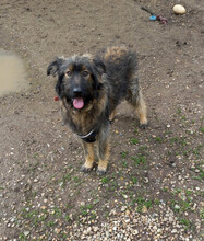 GREY, Hund, Mischlingshund in Rumänien - Bild 5