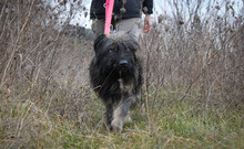 GREY, Hund, Mischlingshund in Rumänien - Bild 6