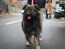 GREY, Hund, Mischlingshund in Rumänien - Bild 9