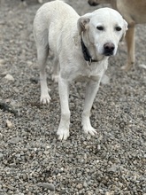 GRACE, Hund, Mischlingshund in Rumänien - Bild 1