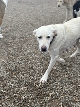 GRACE, Hund, Mischlingshund in Rumänien - Bild 3