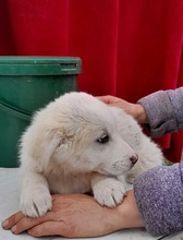 FIETE, Hund, Mischlingshund in Griechenland - Bild 2