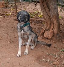 BELLA, Hund, Mischlingshund in Griechenland - Bild 2