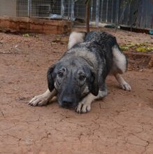 BELLA, Hund, Mischlingshund in Griechenland - Bild 3