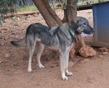 BELLA, Hund, Mischlingshund in Griechenland - Bild 4