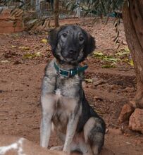 BELLA, Hund, Mischlingshund in Griechenland - Bild 5