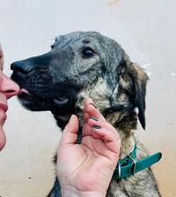 BELLA, Hund, Mischlingshund in Neunkirchen