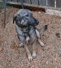 BELLA, Hund, Mischlingshund in Neunkirchen - Bild 13