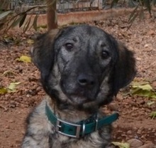 BELLA, Hund, Mischlingshund in Neunkirchen - Bild 14