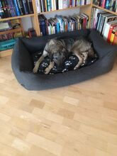 BELLA, Hund, Mischlingshund in Neunkirchen - Bild 2