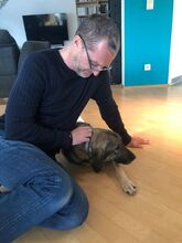 BELLA, Hund, Mischlingshund in Neunkirchen - Bild 3