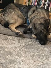 BELLA, Hund, Mischlingshund in Neunkirchen - Bild 4