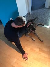BELLA, Hund, Mischlingshund in Neunkirchen - Bild 6