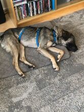 BELLA, Hund, Mischlingshund in Neunkirchen - Bild 7