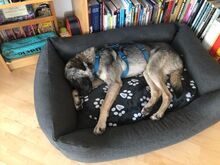 BELLA, Hund, Mischlingshund in Neunkirchen - Bild 8