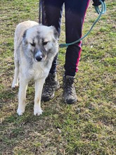 ARIEL, Hund, Mischlingshund in Bulgarien - Bild 2