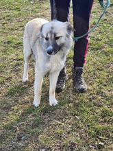 ARIEL, Hund, Mischlingshund in Bulgarien - Bild 3