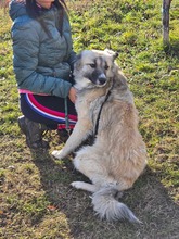 ARIEL, Hund, Mischlingshund in Bulgarien - Bild 4