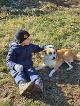 DARCY, Hund, Mischlingshund in Bulgarien - Bild 7