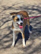 DARCY, Hund, Mischlingshund in Unzenberg