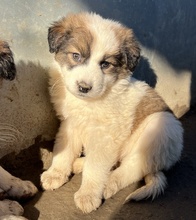 BROOKE, Hund, Mischlingshund in Griechenland - Bild 10