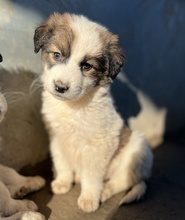 BROOKE, Hund, Mischlingshund in Griechenland - Bild 2