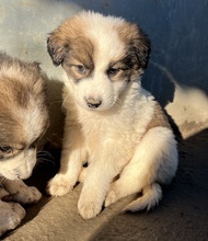 BROOKE, Hund, Mischlingshund in Griechenland - Bild 9