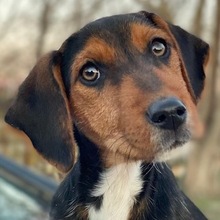 TIZIANA, Hund, Mischlingshund in Griechenland - Bild 1