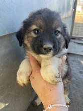 NANAMI, Hund, Mischlingshund in Griechenland - Bild 20