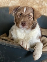 KARMA, Hund, Mischlingshund in Griechenland - Bild 3