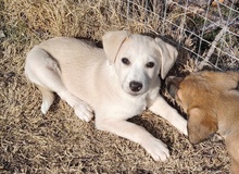 YANI, Hund, Mischlingshund in Griechenland - Bild 1