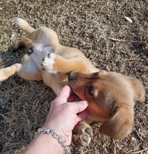 MOJA, Hund, Mischlingshund in Griechenland - Bild 10