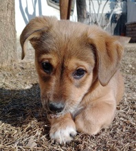 MOJA, Hund, Mischlingshund in Griechenland - Bild 2