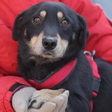 TABEA, Hund, Mischlingshund in Rumänien - Bild 2