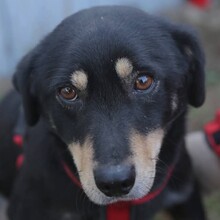 TABEA, Hund, Mischlingshund in Rumänien - Bild 3