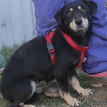 TABEA, Hund, Mischlingshund in Rumänien - Bild 4