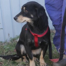 TABEA, Hund, Mischlingshund in Rumänien - Bild 6