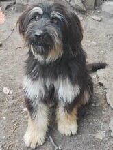 AGGIE, Hund, Mischlingshund in Bulgarien - Bild 5