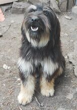 AGGIE, Hund, Mischlingshund in Bulgarien - Bild 6